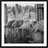 【お取り寄せ】Bruce Weber. The Golden Retriever Photographic Society. Art Edition No. 1–100 ‘Little Bear Ranch, Montana, 1996’